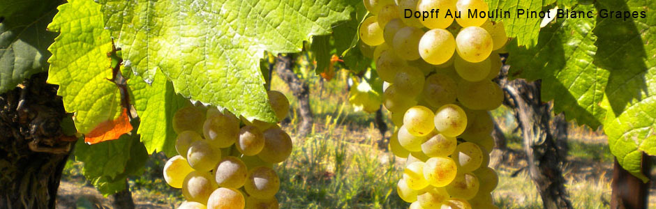 Dopff-Pinot-Blanc-Grapes.jpg